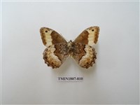 藏品(蛇目蝶科)的圖片